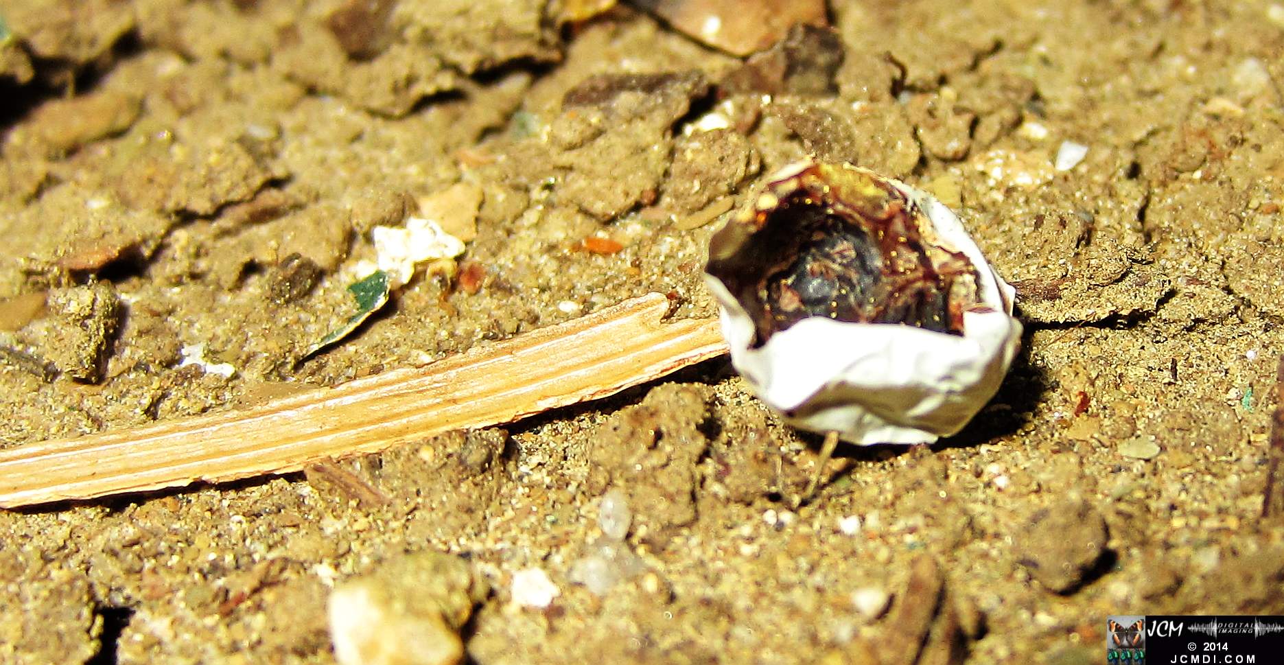Allens Hummingbird nest and chick 3-16-2014